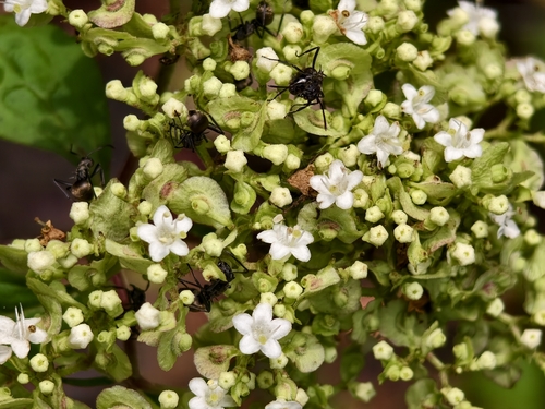 Patrinia villosa observed 2026-10-27