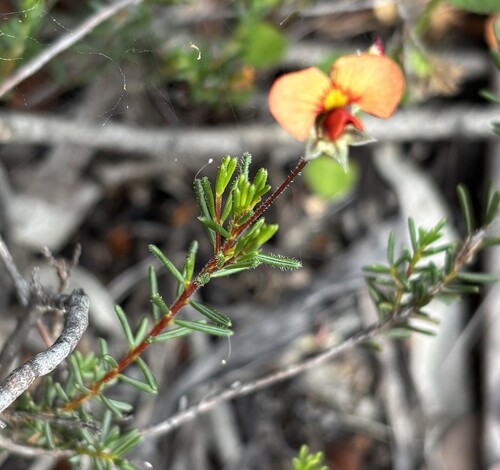 Dillwynia hispida observed 2026-10-27