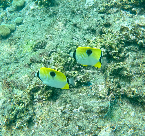 Chaetodon unimaculatus observed 2026-10-27