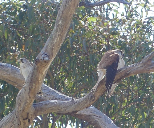 Falco cenchroides observed 2026-10-27