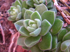 Sedum ebracteatum