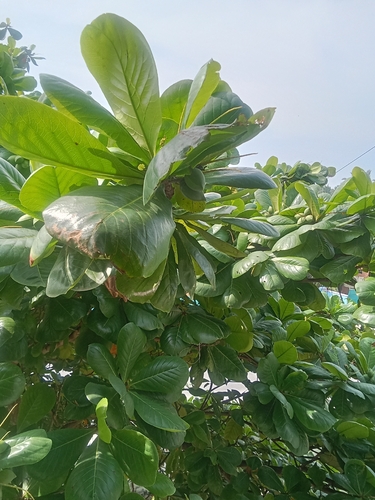 Terminalia catappa observed 2026-10-27