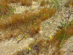 Camissoniopsis intermedia