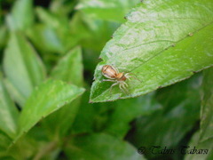 Cosmophasis lami
