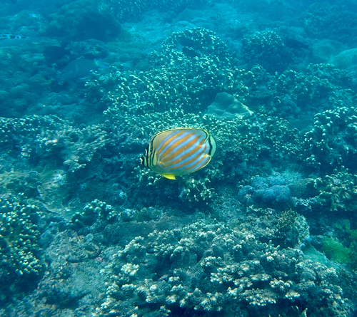 Chaetodon ornatissimus observed 2026-10-27