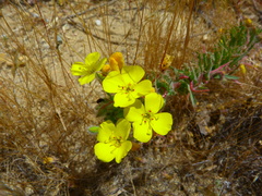 Camissoniopsis intermedia
