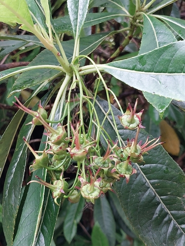 Forgesia racemosa observed 2026-10-26