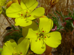 Camissoniopsis intermedia