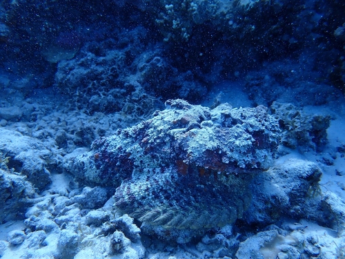 Synanceia verrucosa observed 2026-10-26