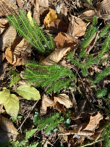Huperzia lucidula observed 2026-10-24