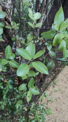 Pittosporum tenuifolium observed 2026-10-26