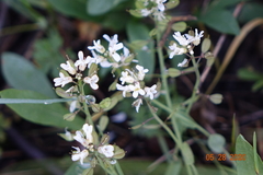 Noccaea fendleri