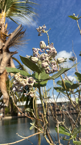 Calotropis gigantea observed 2026-10-27