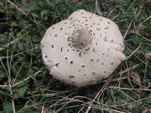 Lepiota observed 2026-10-26