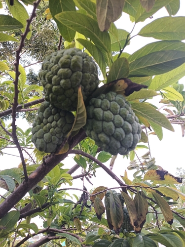 Annona squamosa observed 2026-10-26
