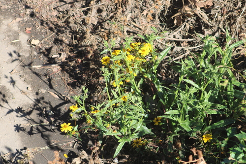 Bidens laevis observed 2026-10-26