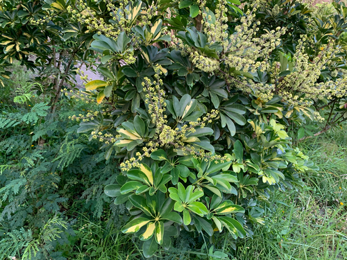 Heptapleurum arboricola observed 2026-10-25