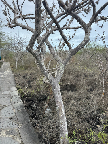 Bursera graveolens observed 2026-10-24