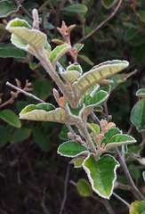 Pomaderris paniculosa paralia