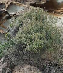 Pomaderris paniculosa paralia