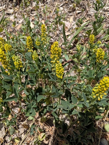 Melilotus indicus observed 2026-10-21
