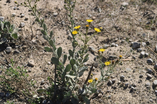 Heterotheca, 2026-10-26