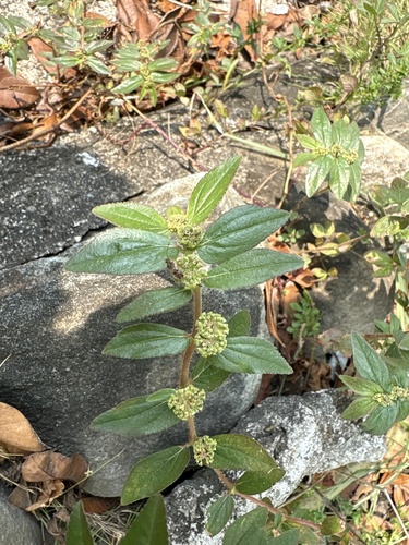 Euphorbia hirta observed 2026-10-27