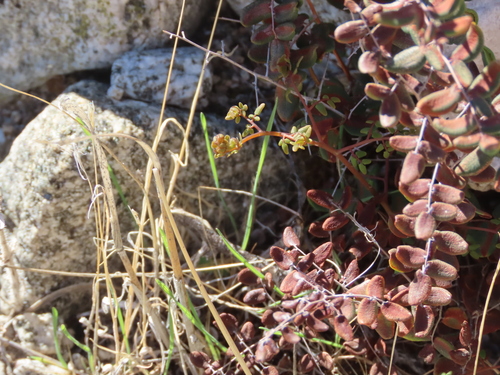 Pellaea andromedifolia, 2026-10-26