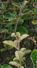 Pomaderris paniculosa paralia