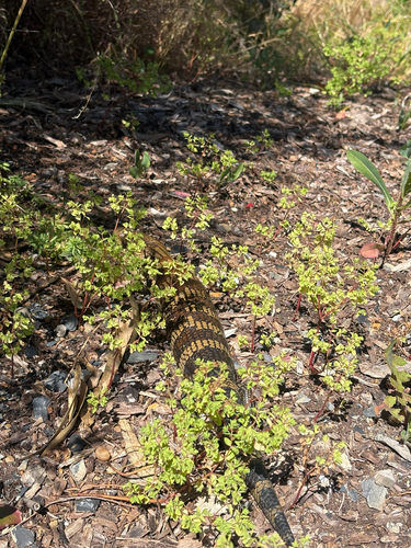 Tiliqua scincoides, 2026-10-27