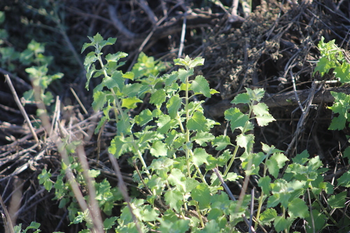 Bulbostylis observed 2026-10-26