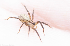 Zora hespera