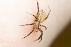 Zora hespera