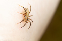 Zora hespera
