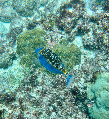 Ostracion meleagris observed 2026-10-27