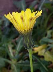 Sonchus megalocarpus