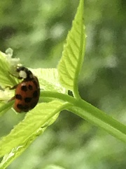 Harmonia axyridis