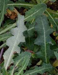 Sonchus megalocarpus