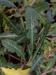 Sonchus megalocarpus