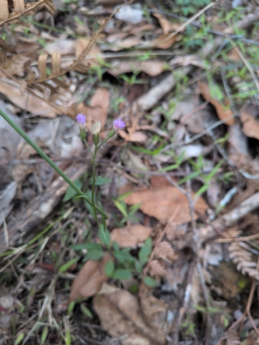 Cyanthillium cinereum observed 2026-10-27
