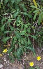 Sonchus megalocarpus