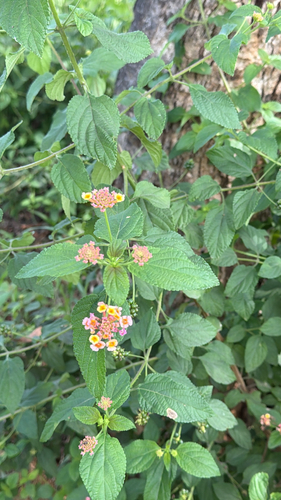 Lantana camara observed 2026-10-27