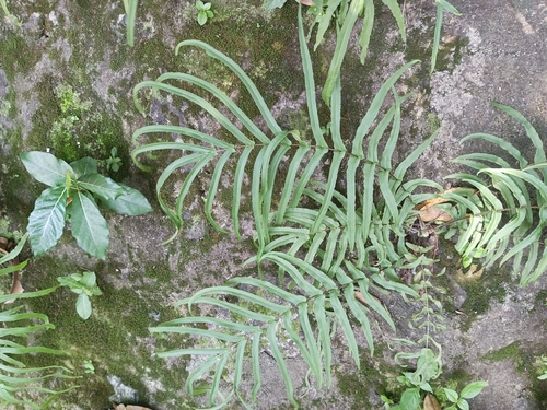 Pteris vittata observed 2026-10-27