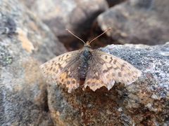 Boloria polaris
