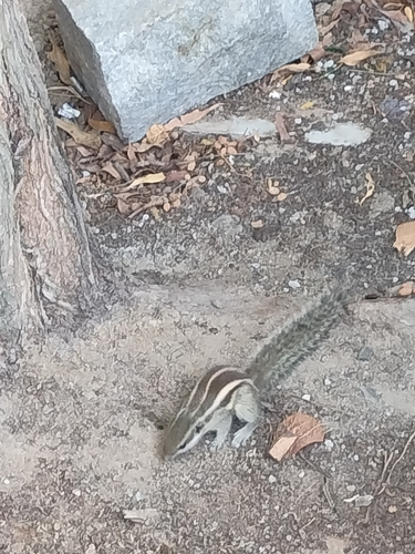 Funambulus pennantii, 2026-10-26