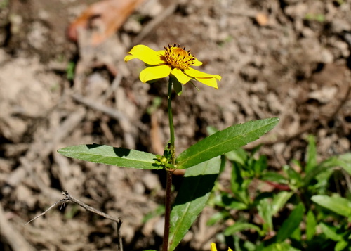 Bidens laevis observed 2026-10-26