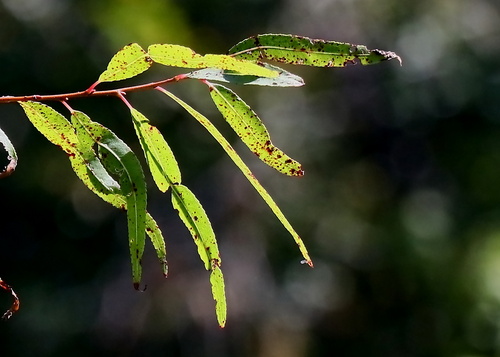 Salix nigra, 2026-10-26