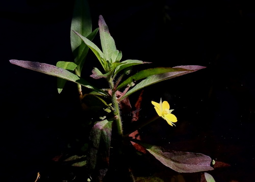 Ludwigia observed 2026-10-26