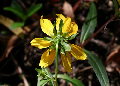 Bidens laevis observed 2026-10-26