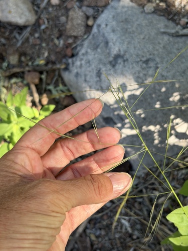 Aristida ternipes observed 2026-10-15